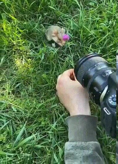 Enlace a Haciendo una sesión de fotos a un hámster