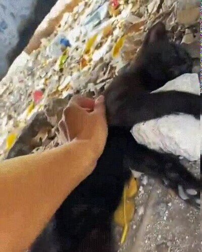 Enlace a Estás siendo rescatado, no te resistas 