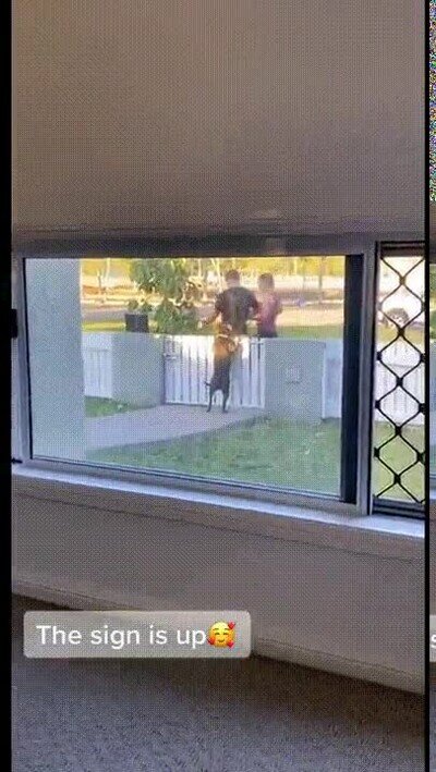 Enlace a El perrito más adorable