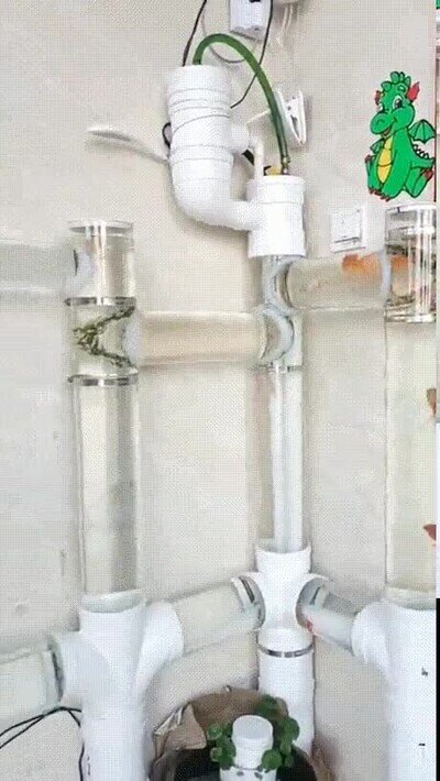 Enlace a El paraiso para los peces