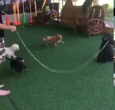 Enlace a Me alucina el perro que sabe girar la cuerda con la boca