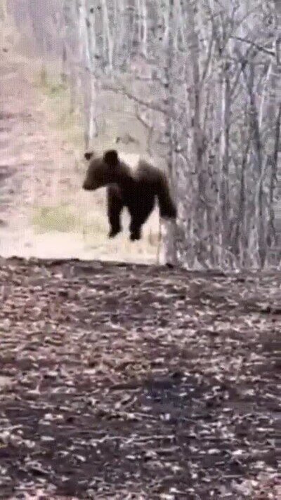 Enlace a Intenta intimidar pero acaba siendo adorable