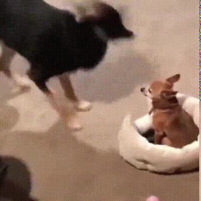 perro,da&ntilde;os,colaterales