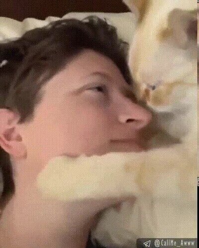 Enlace a Lo más adorable que verás en todo el día