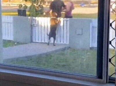 mimos,perro