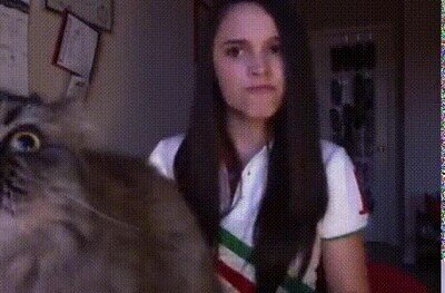 gato,camara