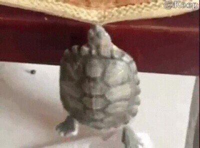 Enlace a El entrenamiento de una tortuga ninja