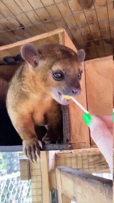 chupa chup,caramelo