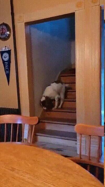 Enlace a Un perro que ha aprendido a caminar sobre las dos patas