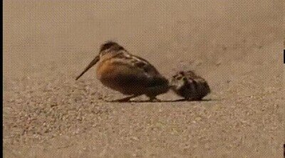 Enlace a Le enseña a sus hijos el truco para cazar hormigas