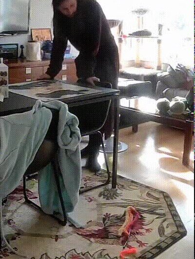 Enlace a Un gato se carga todo el trabajo de su dueño con un puzzle