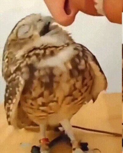 Enlace a El búho más cariñoso que he visto nunca
