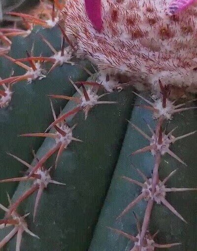 Enlace a Da un montón de gustito verlo