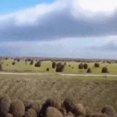 Enlace a La gran migración de las bolas del campo