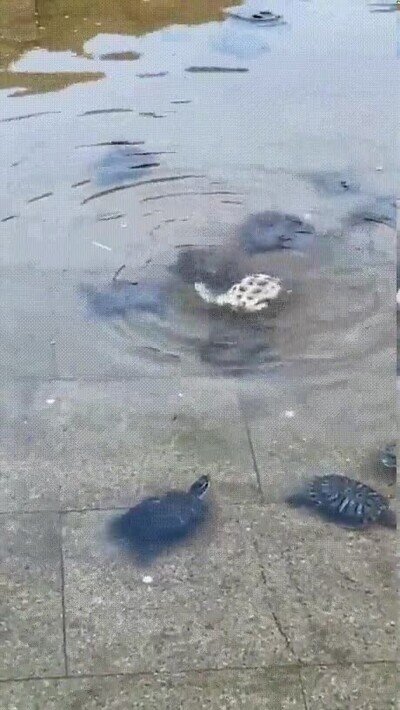 Enlace a Es importante tener amigos cerca para ayudarte cuando lo necesites