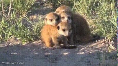 Enlace a Así se graban los documentales de animales