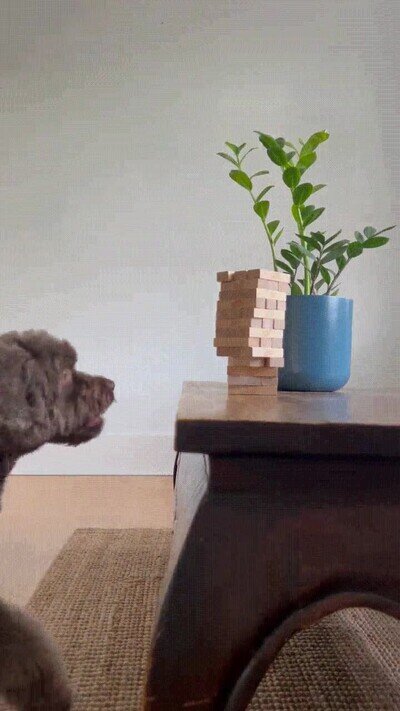Enlace a Un perro jugando Jenga