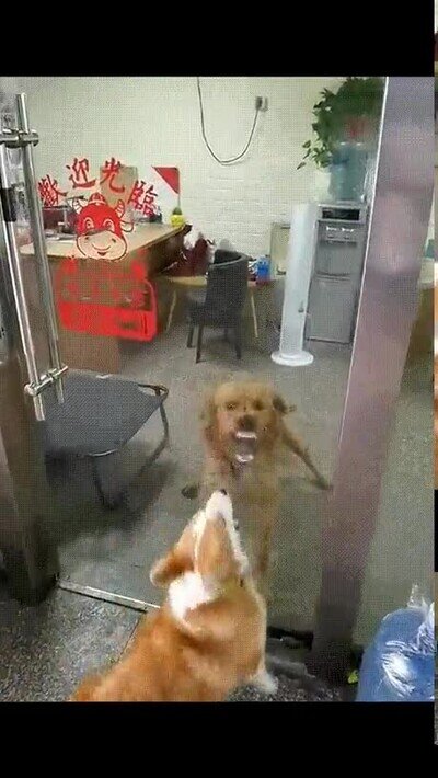 perro,internet,vida real