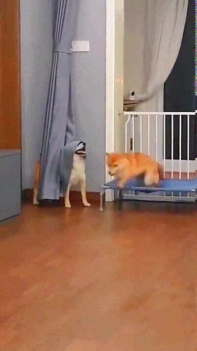 Enlace a Lleva la capa de invisibilidad, nadie puede verlo