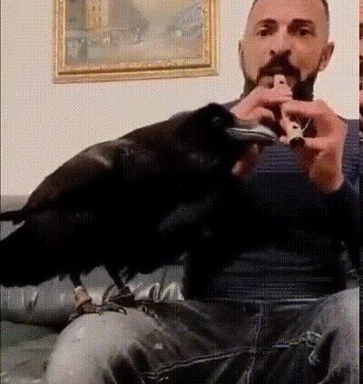Enlace a No mientas, tú también quieres un cuervo como mascota