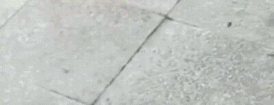 Enlace a ¿Habías visto alguna vez un perro jugando con una paloma?