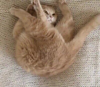 gato,instrucciones