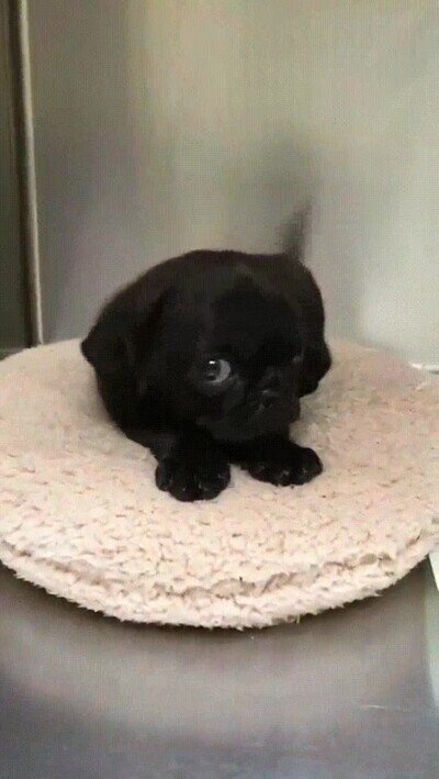 Enlace a Cuando eres tímido pero te gusta alguien