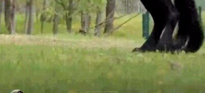 Enlace a El caballo de Ganondorf ha terminado en buenas manos