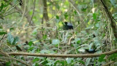 Enlace a Me pasaría el día entero mirando a estos pajaritos