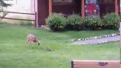 Enlace a Parece sacado de una peli de Disney