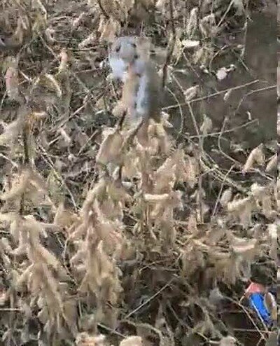 Enlace a Nunca me vais a encontrar