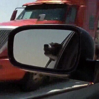 Enlace a Este perro odia al resto de coches