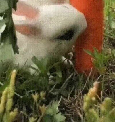 adorable,conejo,zanahoria