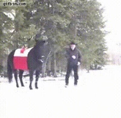 caballo,lazo
