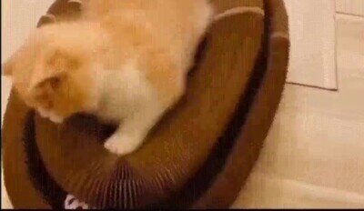 Enlace a Sin duda es el juguete favorito de mi gato