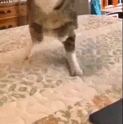 Enlace a Las caras de mis gatos son un poco raras