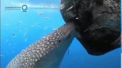 Enlace a Aprovechando el bug, tiburón comiendo pescaditos de la red