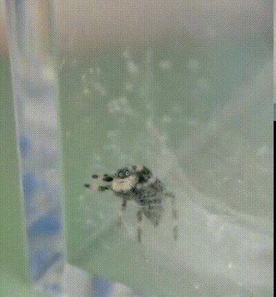 stare,araña,mirar,ojos