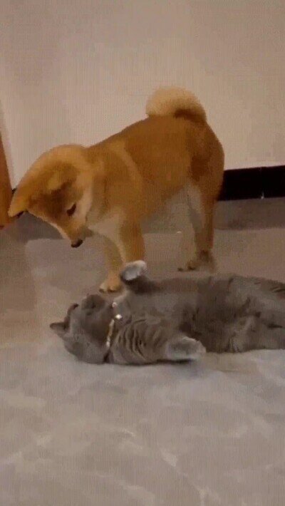 Cuando ibas de campamentos con tus colegas y se tiraban un pedo en tu cara perro,culo,gato,pedo