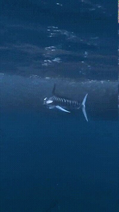 Yo comiendo con palillos chinos pez espada,peces