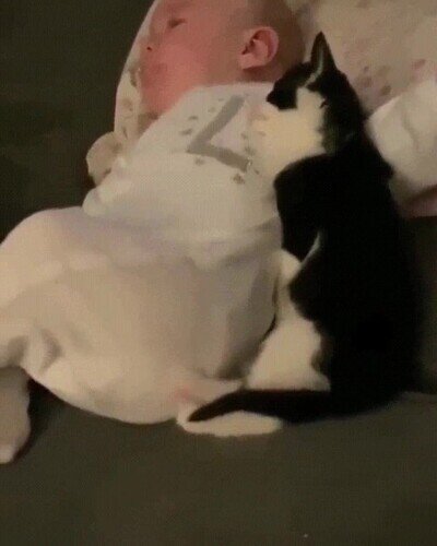 Enlace a El mejor compañero para una siesta