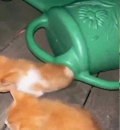 Enlace a Así nacen todos los gatos