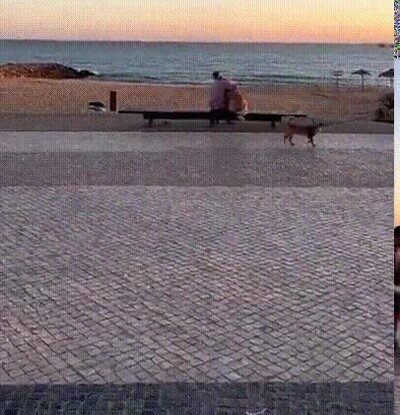 Enlace a Un señor viendo la puesta de sol con su mejor amigo