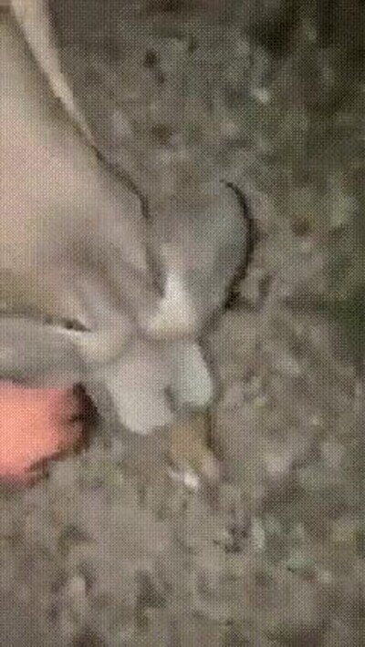 Enlace a Una noche cualquiera en Australia