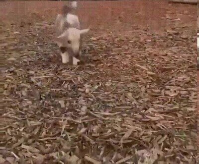 Enlace a Es adorable ver cómo da esos saltitos