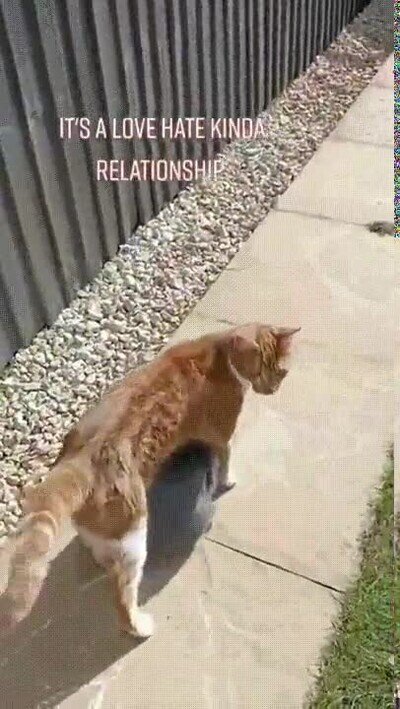 Enlace a A este conejo le encanta caminar debajo del gato