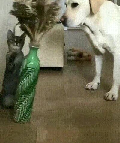 Enlace a El perro se va a llevar toda la culpa