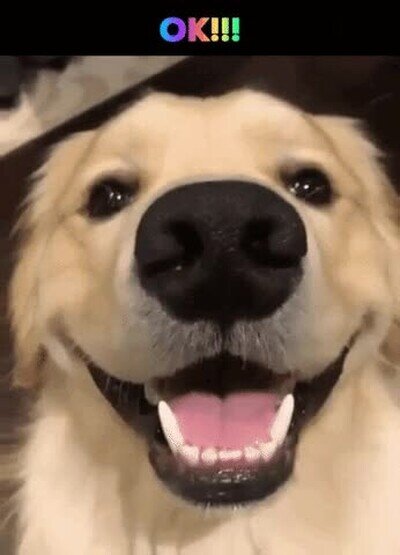 Enlace a Imposible no sonreir un poquito al verlo