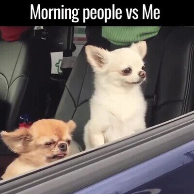 Enlace a Hay 2 tipos de personas por las mañanas