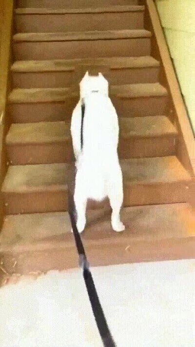 Enlace a Un perro subiendo las escaleras de la forma más rara